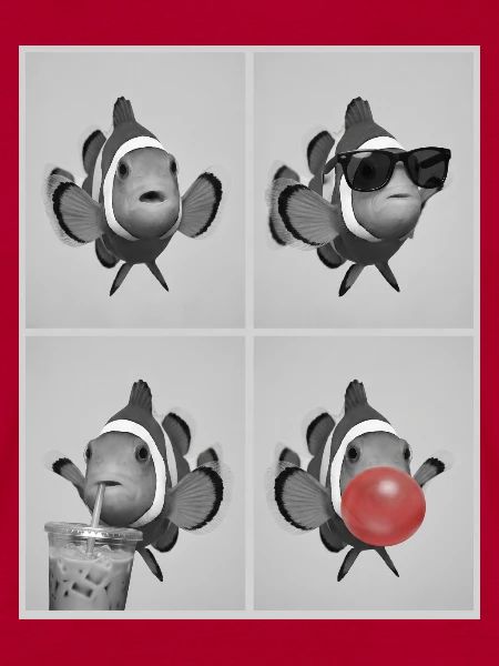 Clownfische Clownfisch