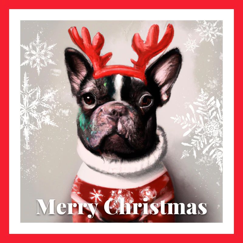Doux bouledogue heureux Français dans un pull de Noël.