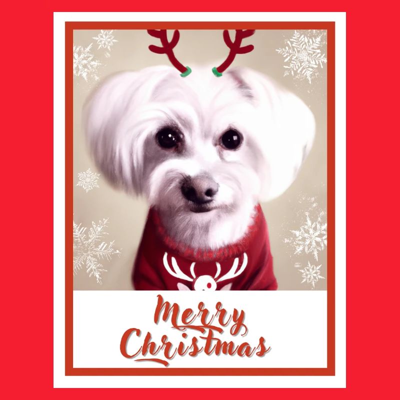 Chien maltais dans un pull de Noël rouge.