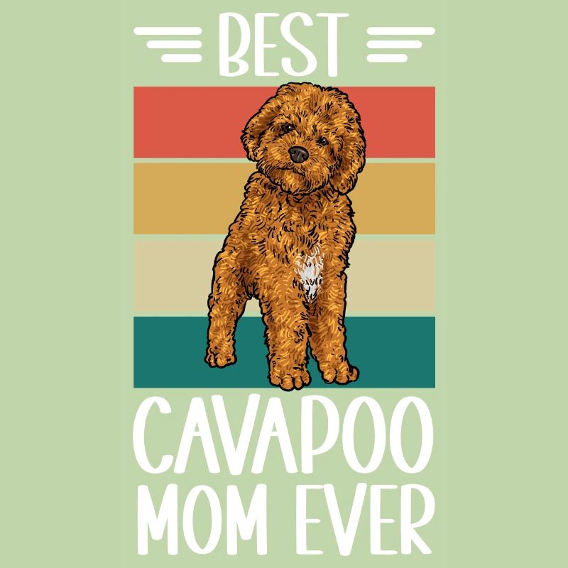 Cavapoo Cavoodle Capoodle Dog