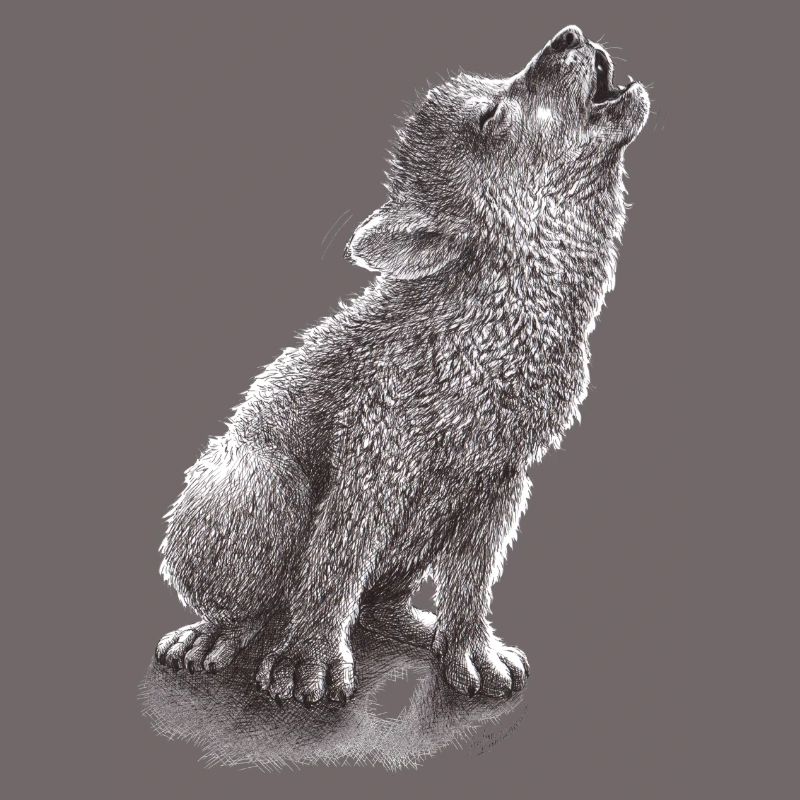 Junger heulender Wolf