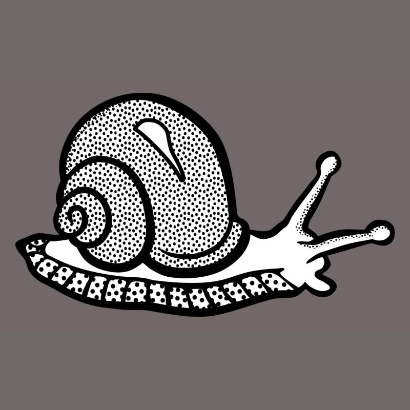 Snail noir et withe