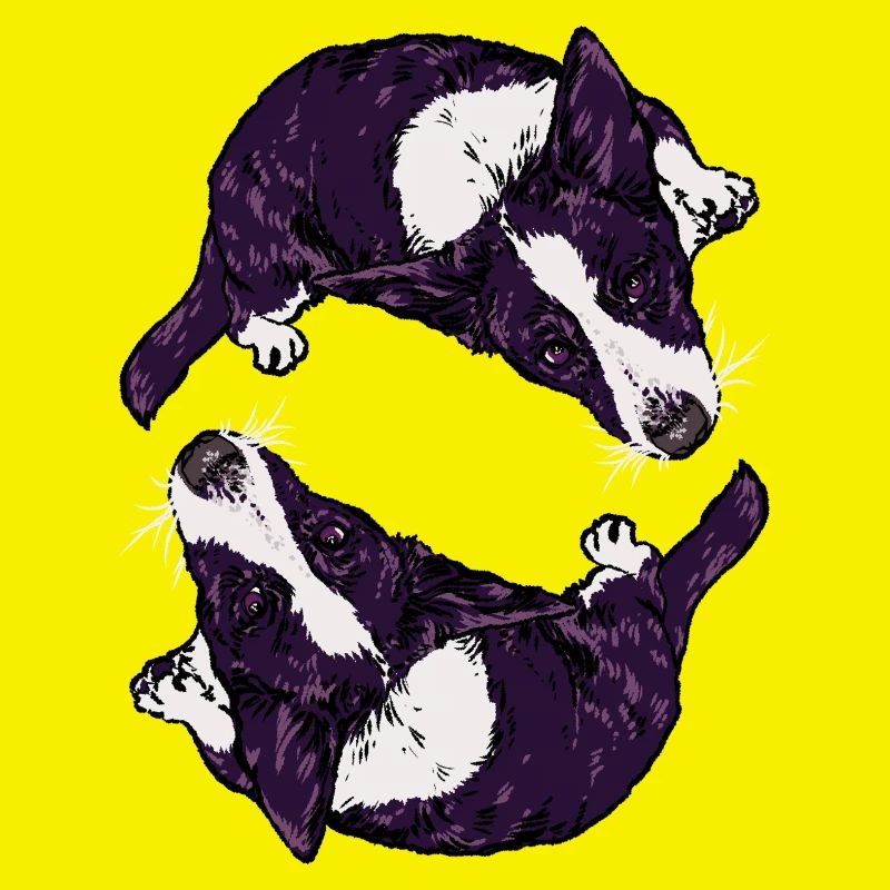 Corgis