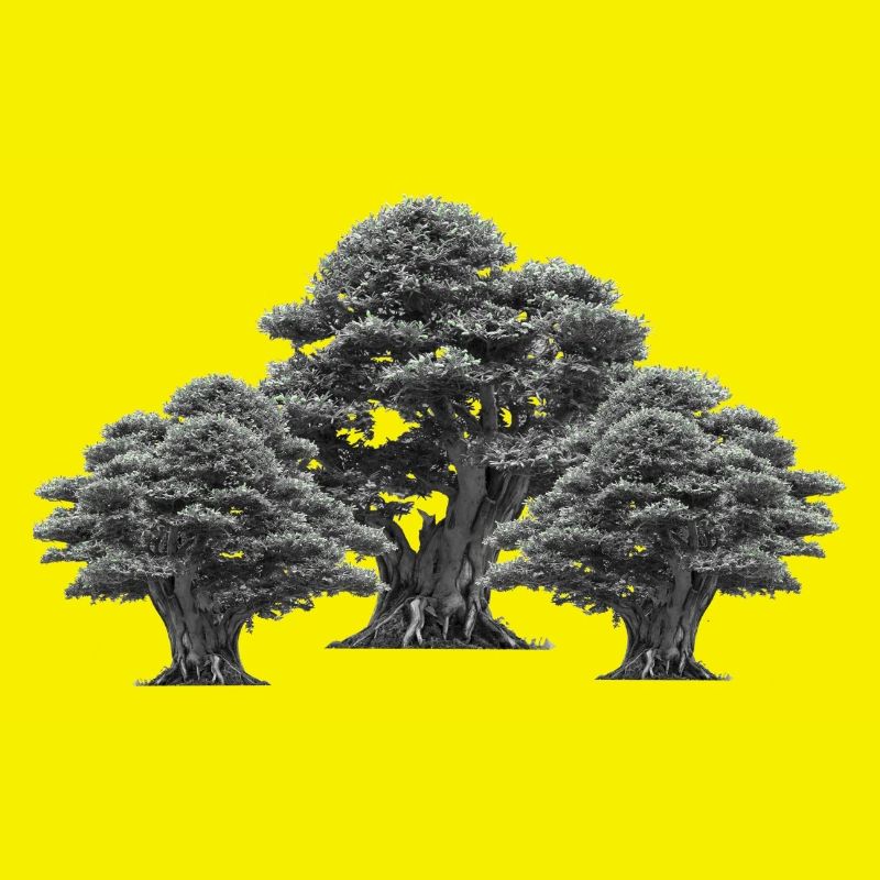 Forest, Trees, Nature, Tree, Deciduous Tree, Climate, Flora