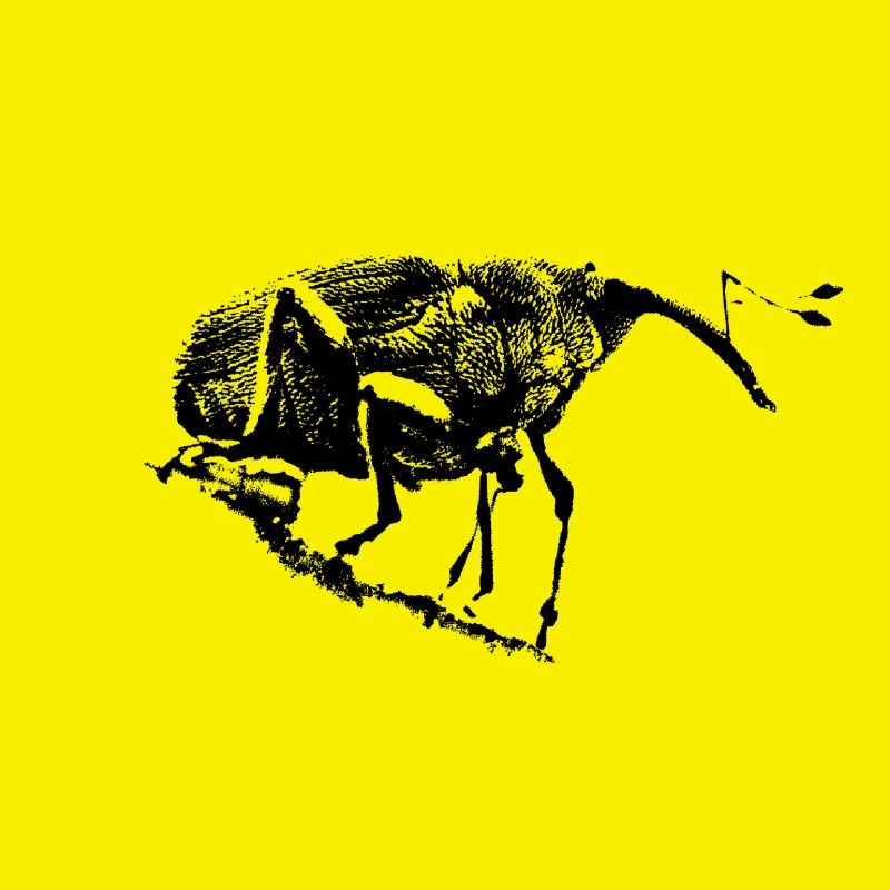 Eichelbohrer / Weevil / Insekt