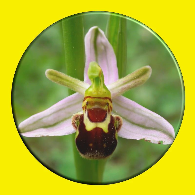 L’orchidée abeille est une orchidée indigène