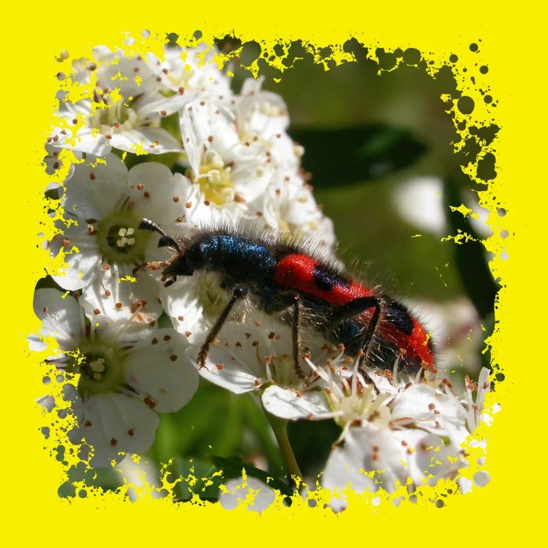 The bee beetle or beewolf is a predatory insect