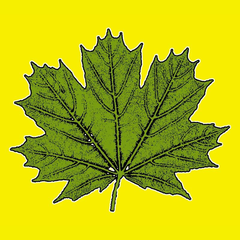 Érable / Feuille