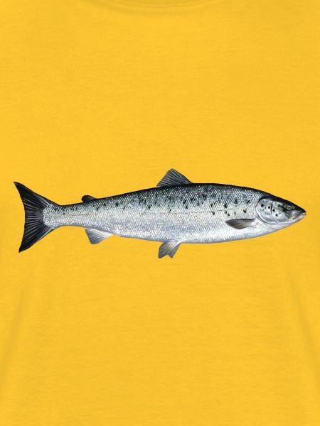Lachs