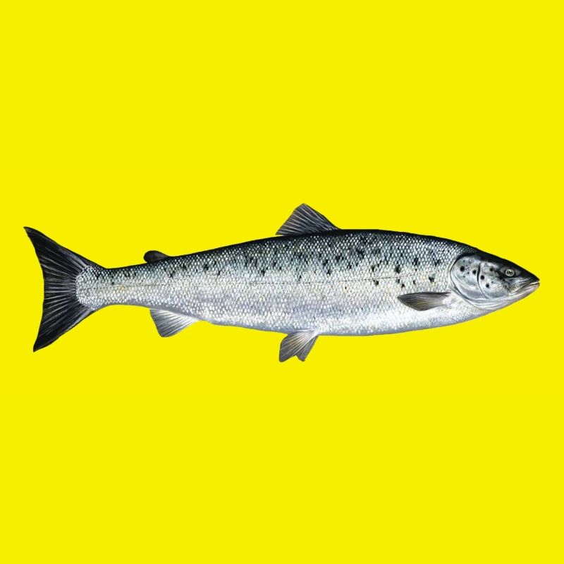 Lachs
