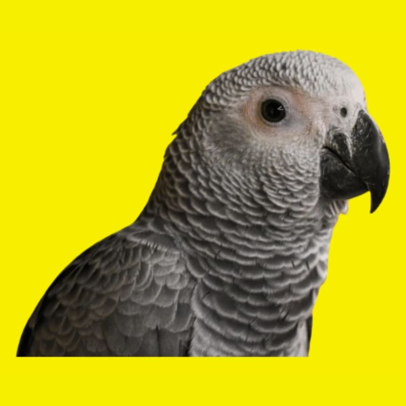Graupapagei