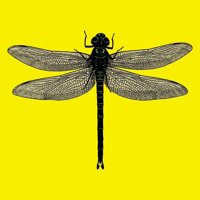 Eine Libelle - Dragonfly