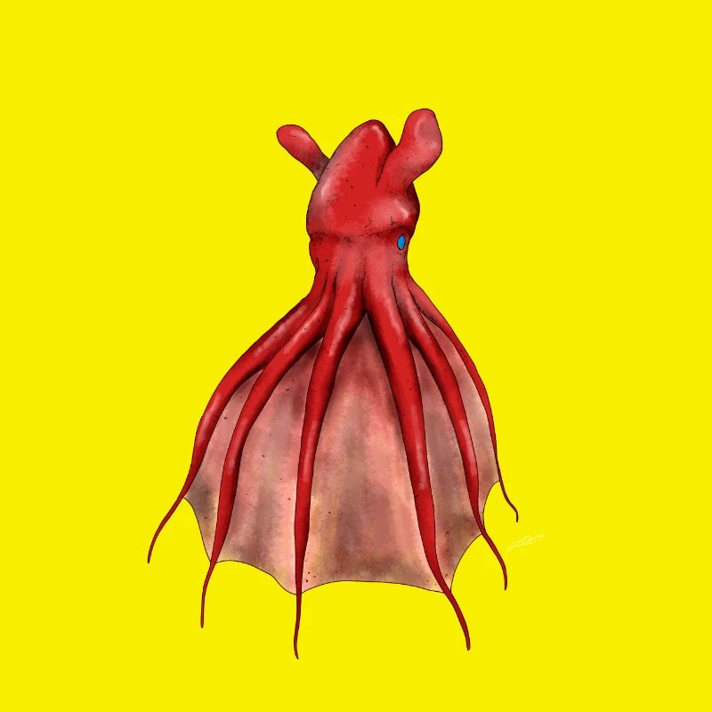 VAMPYROTEUTHIS INFERNALIS