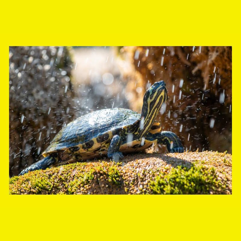 Gelbbauch-Slider Trachemys scripta scripta