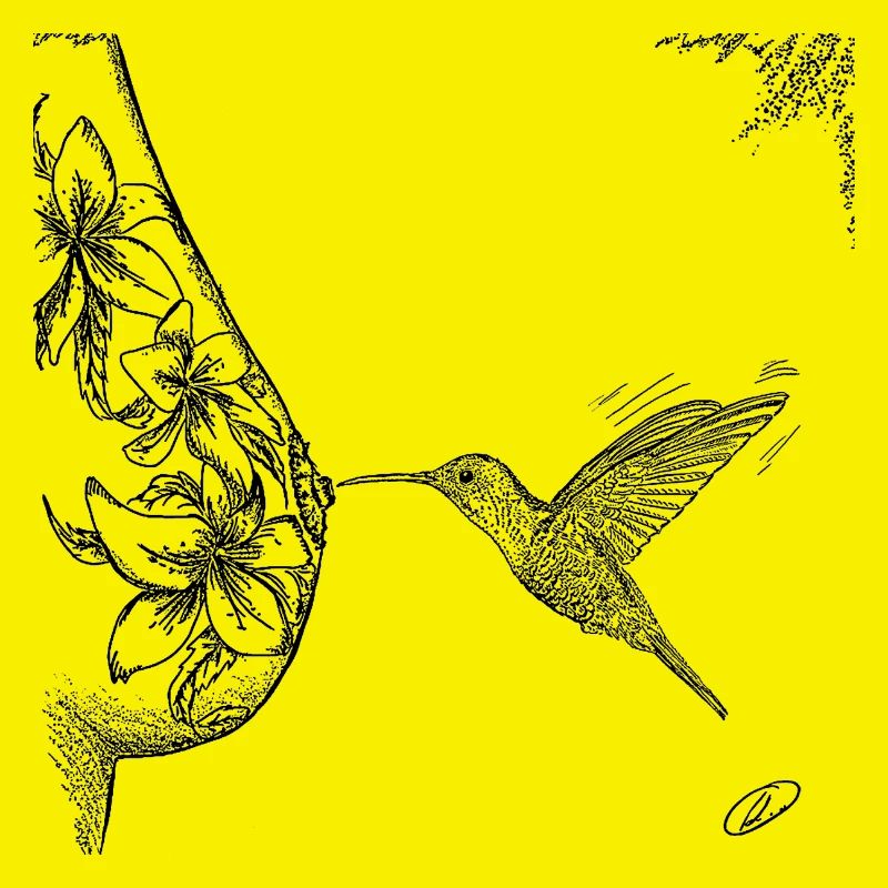 Kolibri