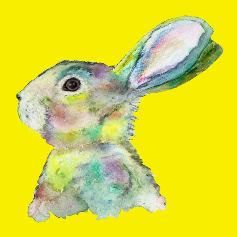 Hase