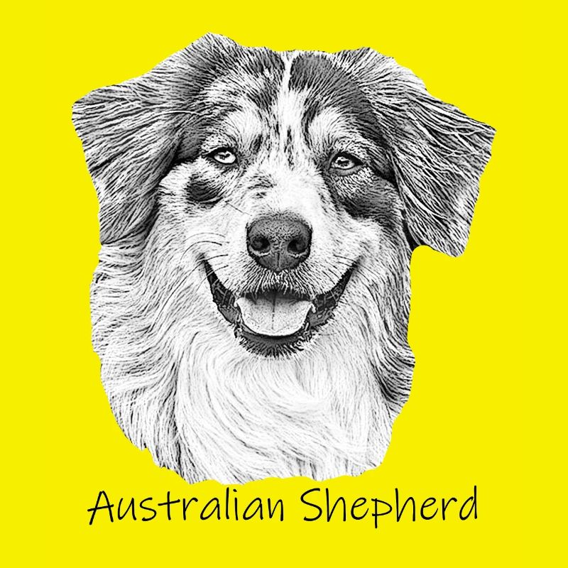 Australien Shepherd zeichnung Gassi Hund Shepherd
