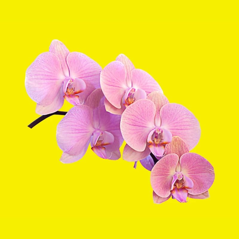 Rosa Orchidee Isolierte Clipart