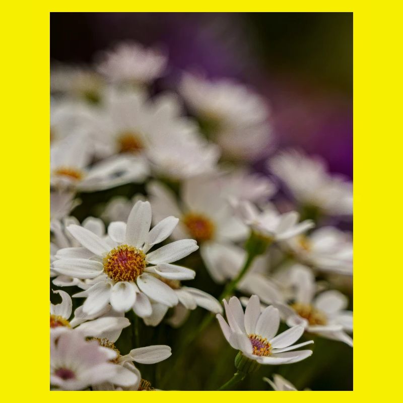 Gänseblümchen Blumen