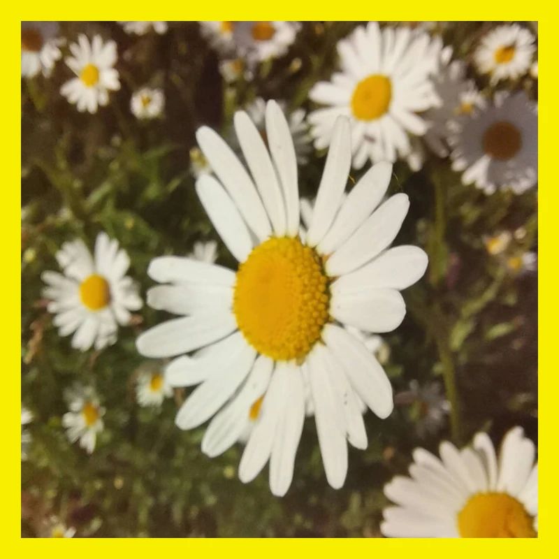 Gänseblümchen Sonnenlicht