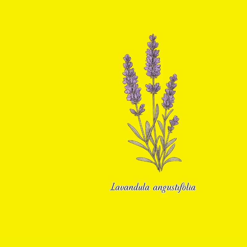 Lavender Botanical Illustration