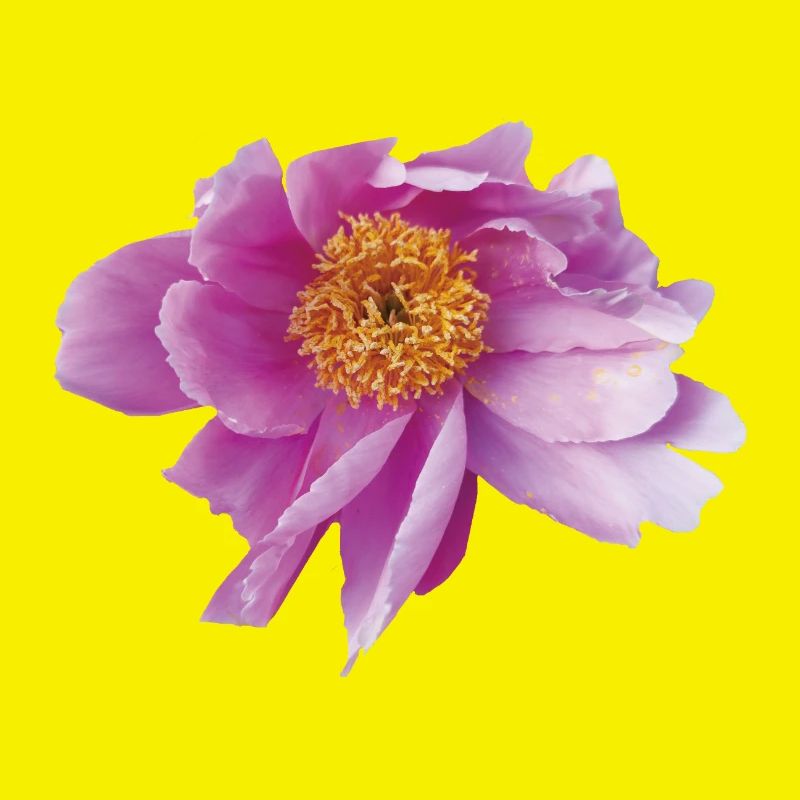 Peony_Dancing_in_Wind