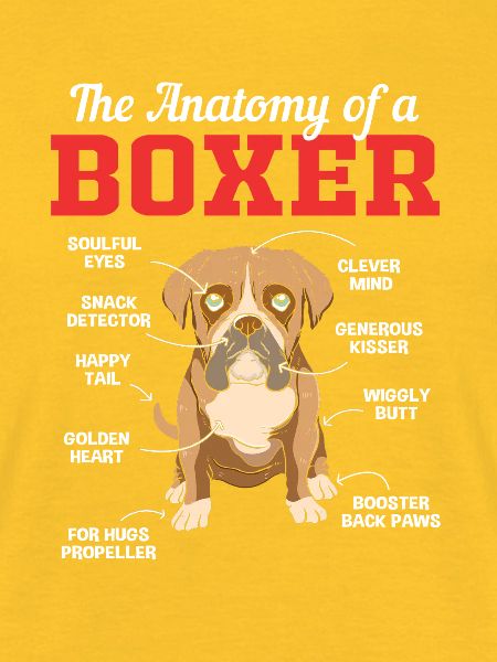 Boxer Hund