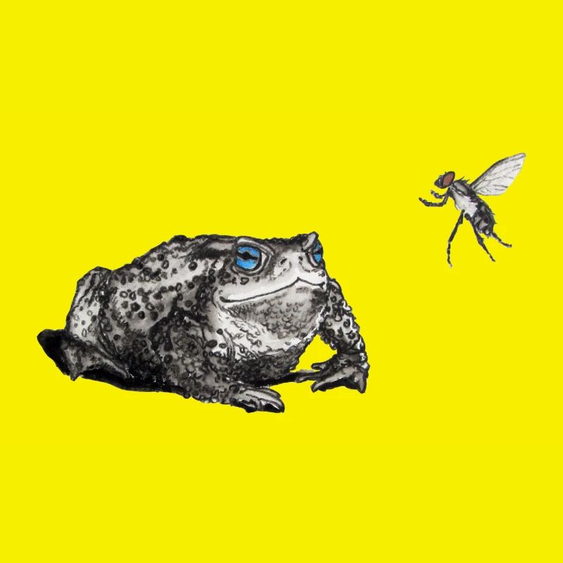 Crapaud et voler