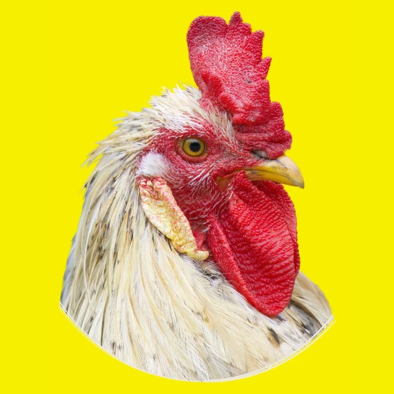 Spécimen de poulet à cravate de coq
