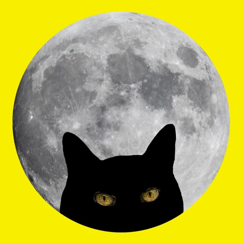 Chat dans la lune