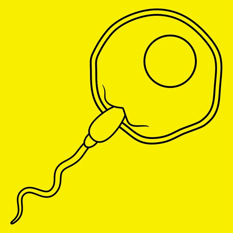 fertilization egg insemination egg sperm sperm