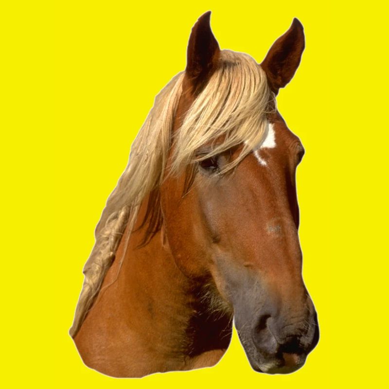 Tête de cheval