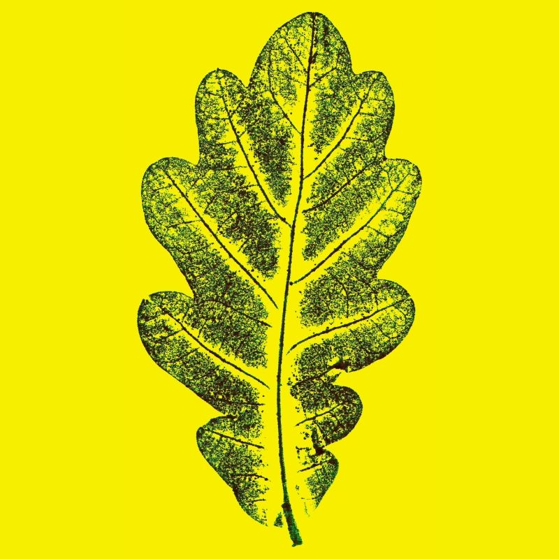 Feuille de chêne vert naturel / feuille/ chêne/arbre