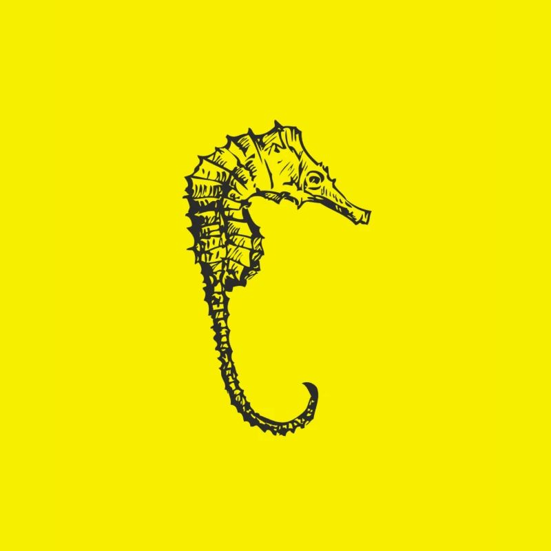 Seepferdchen