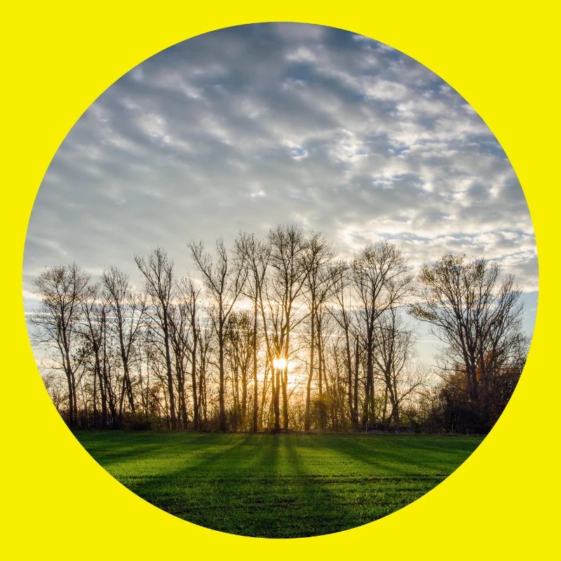 Sunlight in spring