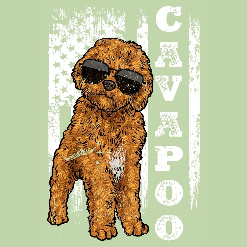 Cavapoo Cavoodle Capoodle Hund