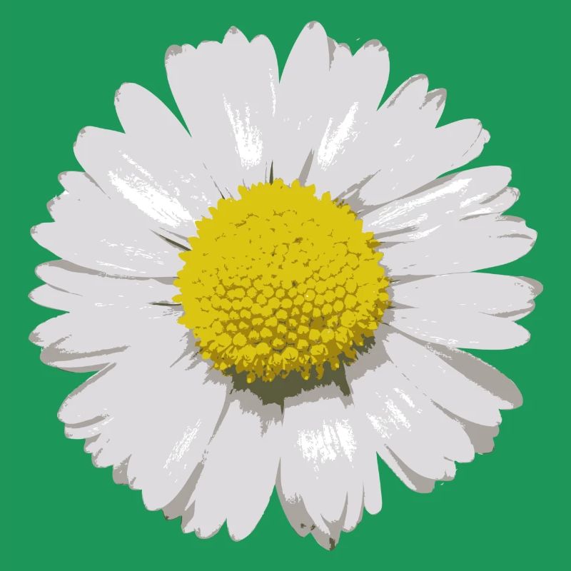Gänseblümchen