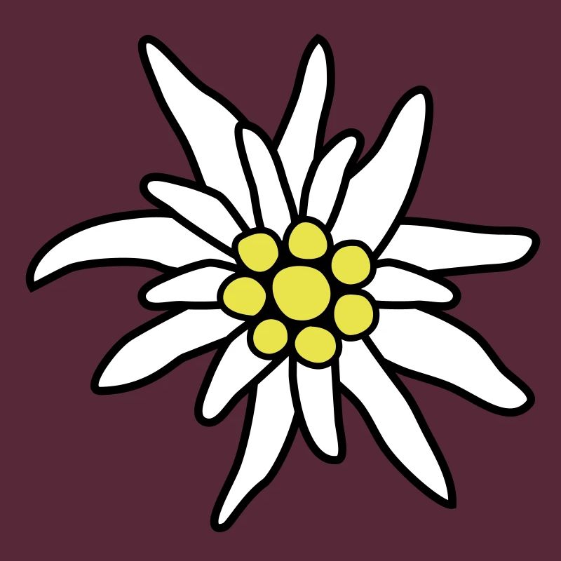 Blüte, Edelweiß