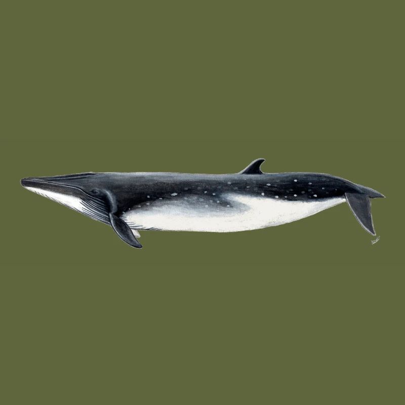 Fin whale - Brydes whale - tropical rorqual