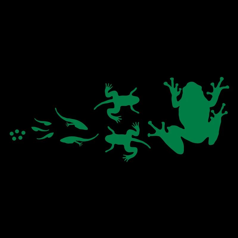 évolution-grenouille