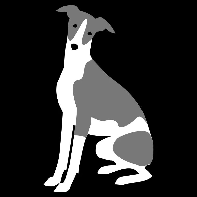 Whippet
