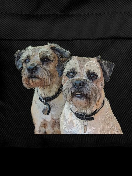 Two Border Terriers
