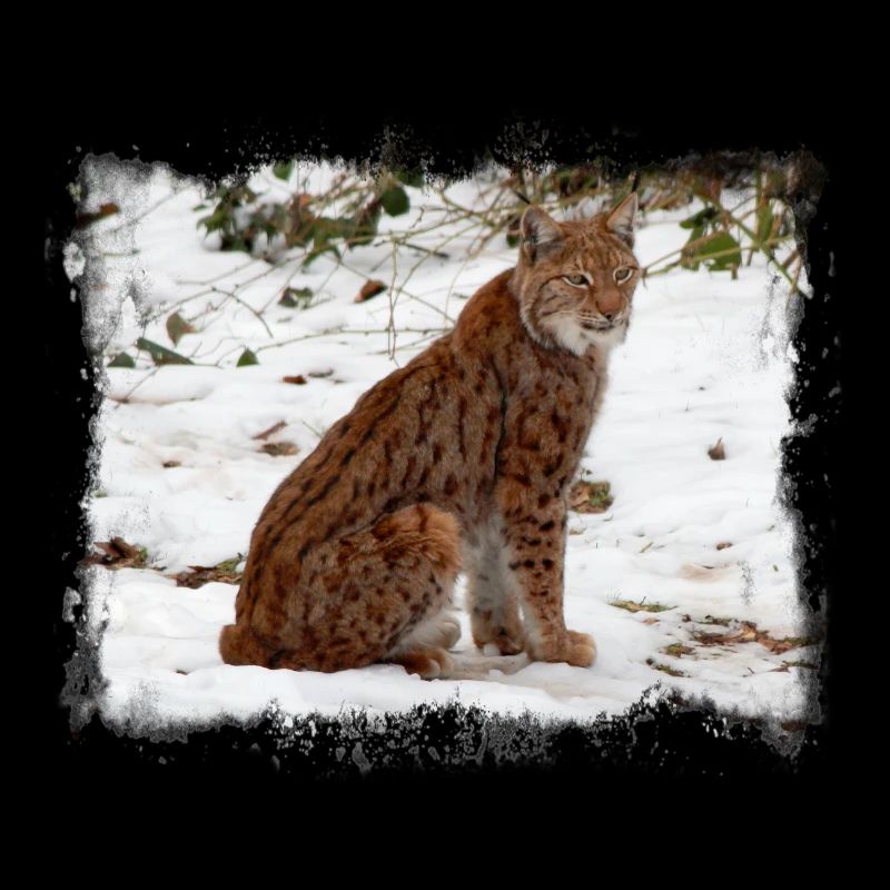 Wildnis Raubkatze Luchs im Schnee