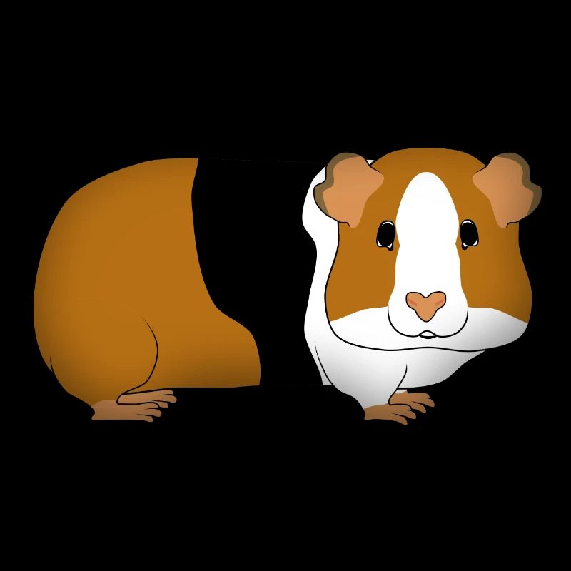 Guinea pig dreifarbi