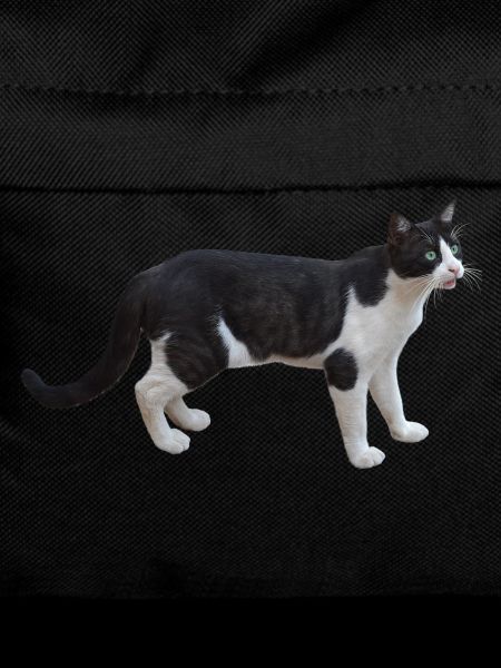 cat cat