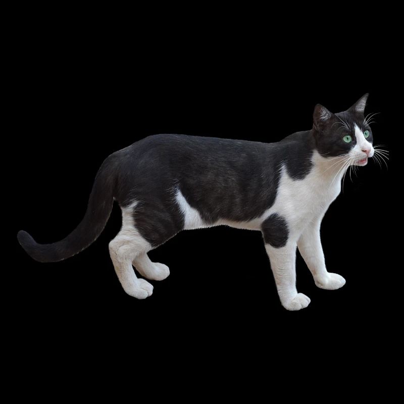 cat cat