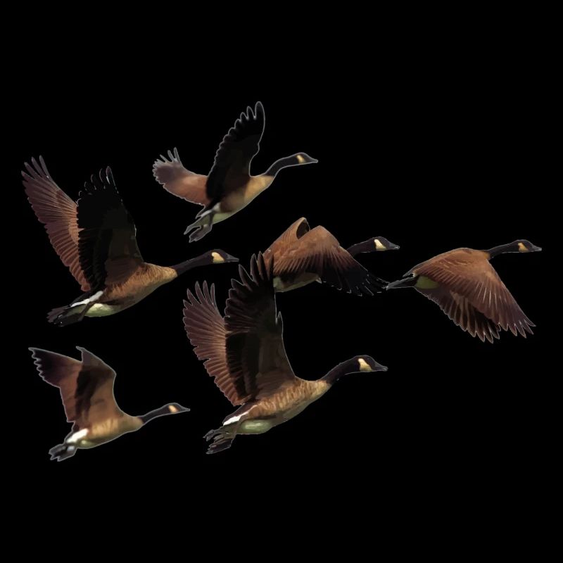Wild geese