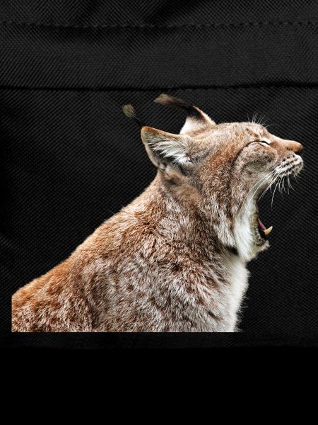 linx luchs cat cat