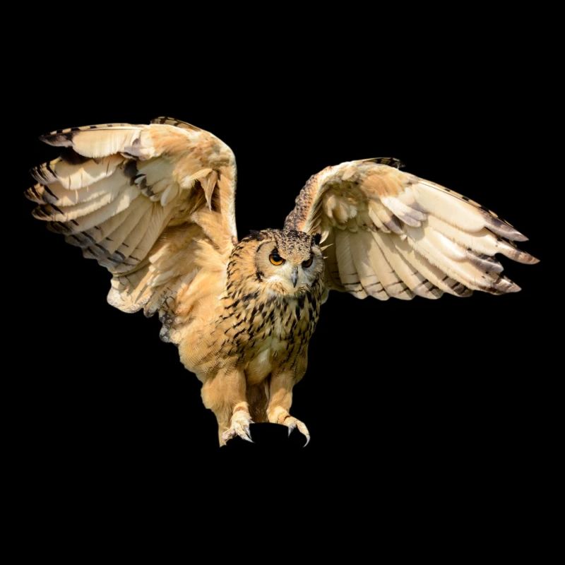 owl eule uhu kautz kaeutzchen animals