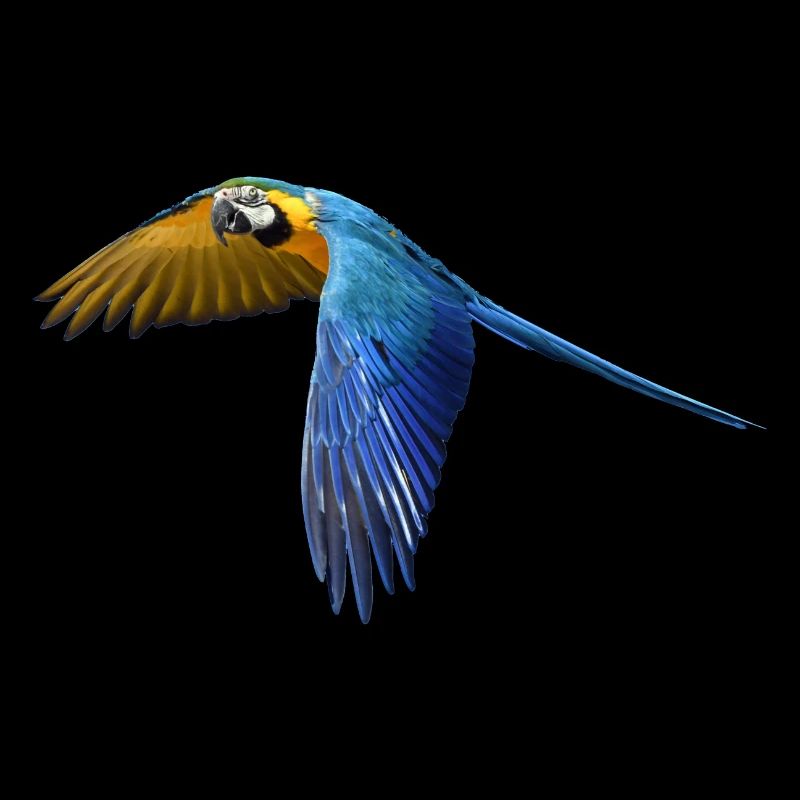 perroquet perroquet oiseau vogel2